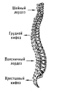 ergonomic5 267x300 Ергономіка робочого місця